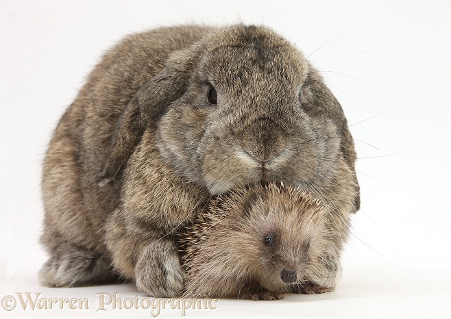 Baby Hedgehog and agouti Lop rabbit, white background