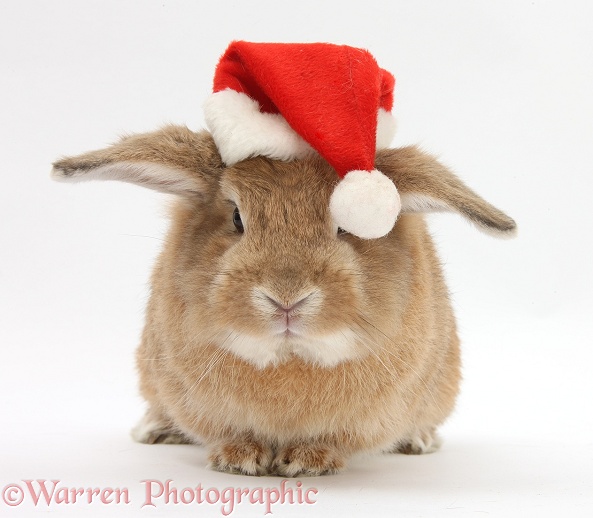 Rabbit wearing a Santa hat, white background