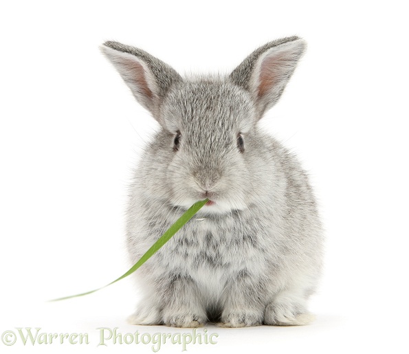 Baby silver rabbit eating grass, white background