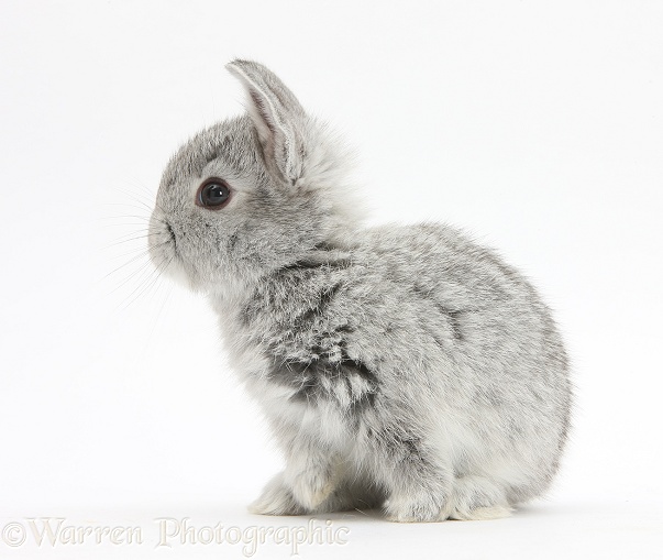 Baby silver rabbit, white background