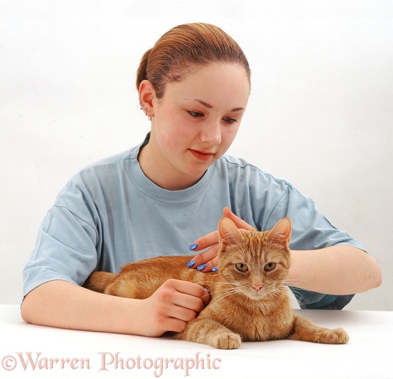 Owner, Kathryn, stroking ginger female cat, Lucky, white background