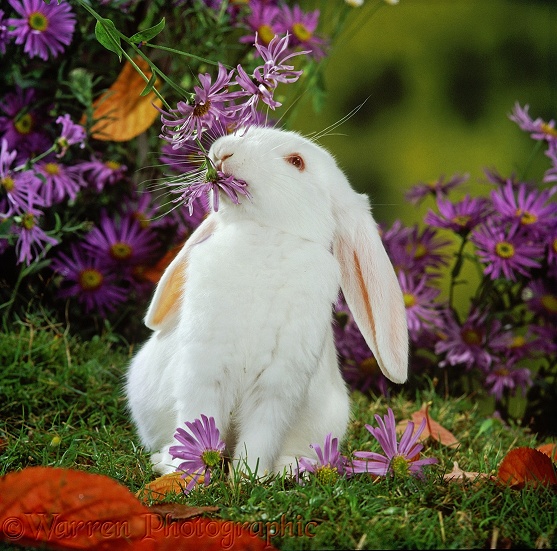 Young white French Lop rabbit among flowers