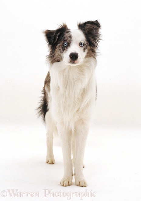 Blue merle Border Collie, Cecil, 9 months old, white background