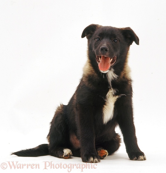Collie x Norwegian Elkhound pup, Firbie, 16 weeks old, white background