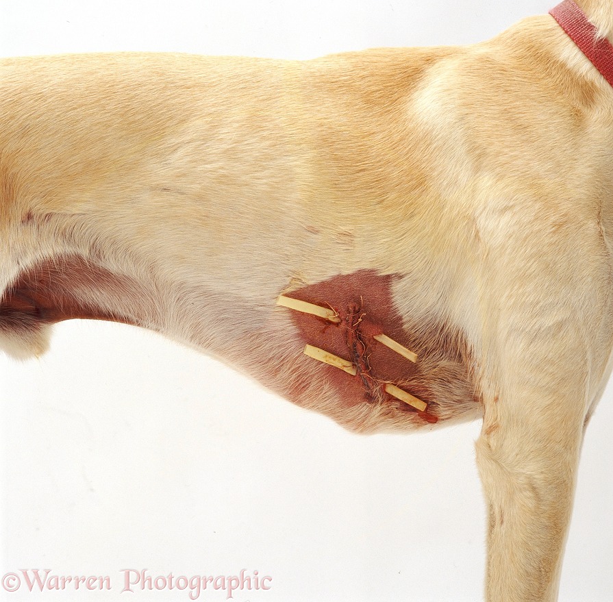 Saluki Lurcher dog, Swift, with wound in side, sutured, with drainage tubes, white background