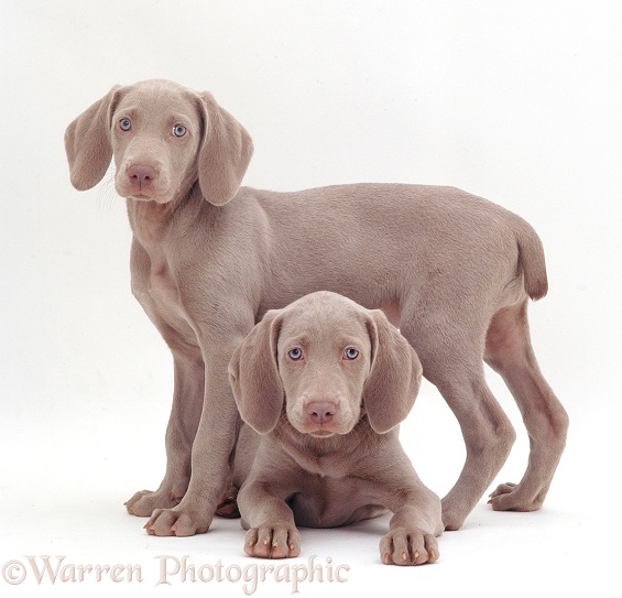 Two Weimaraner pups, 9 weeks old, white background