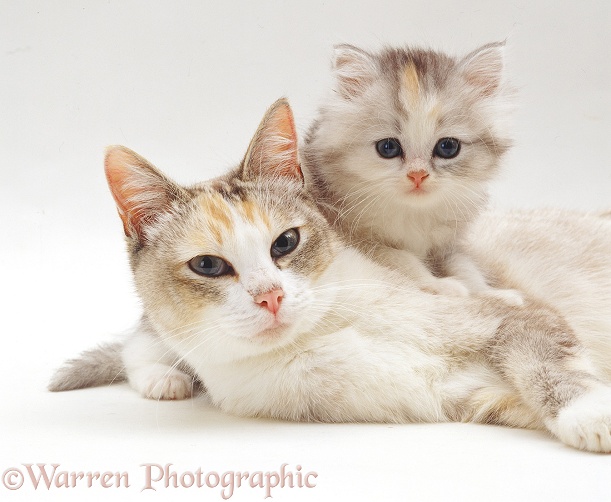 Silver tortoiseshell-and-white mother cat, Pearl, with her kitten, 7 weeks old, white background