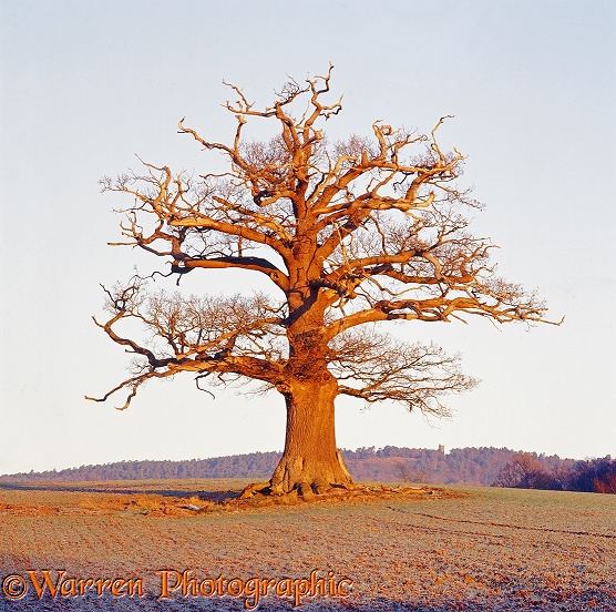 English Oak (Quercus robur) - Winter (13-12-2007).  Surrey, England
