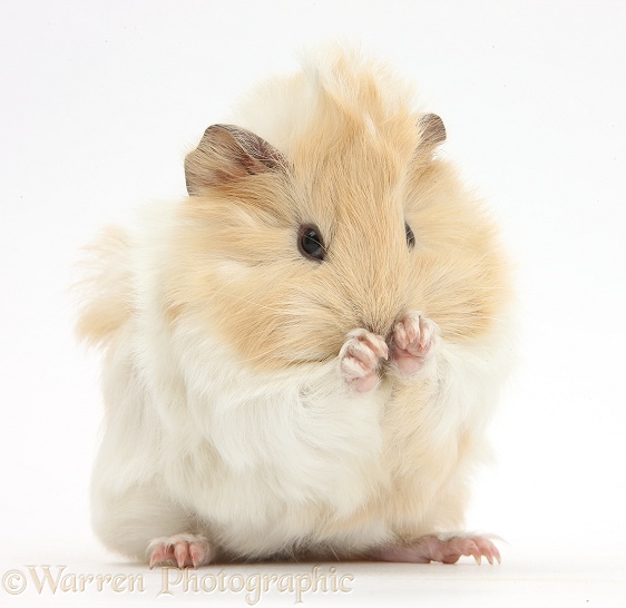 Young cinnamon-and-white Guinea pig, washing paws, white background