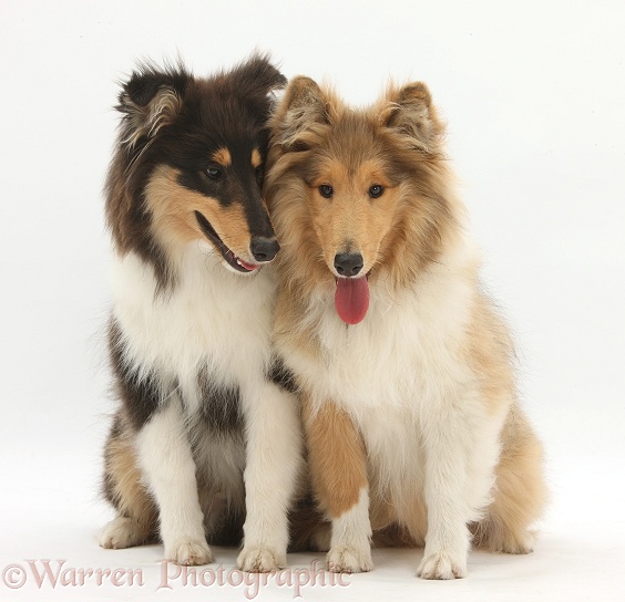 Rough Collies, Laddie and Flynn, 5 months old, white background