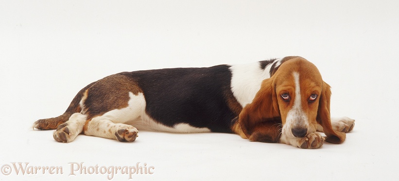 Tired Basset Hound bitch pup, Emily, 18 weeks old, lying down ready to sleep, white background