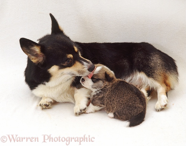 Pembrokeshire Welsh Corgi bitch with her undocked puppy, Lucky, 2 weeks old, white background