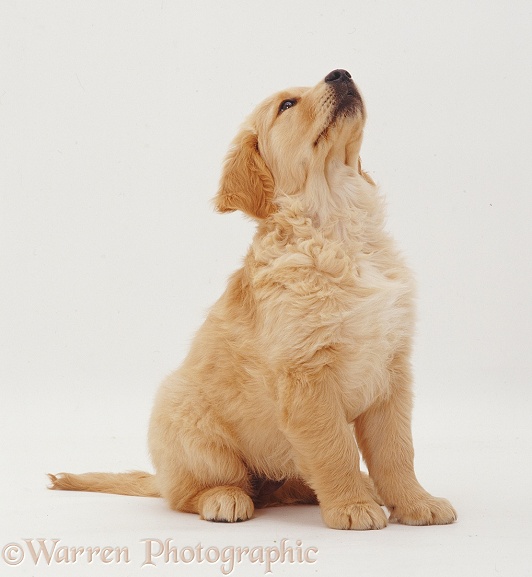 Golden Retriever puppy, Jasmine, 10weeksold, sitting looking up, white background