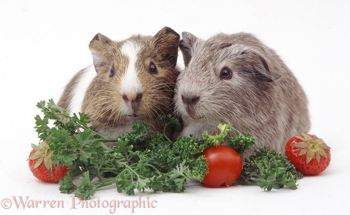 Young Guinea pigs, 24 days old, with a feast of parsley, strawberries and little tomatoes, white background