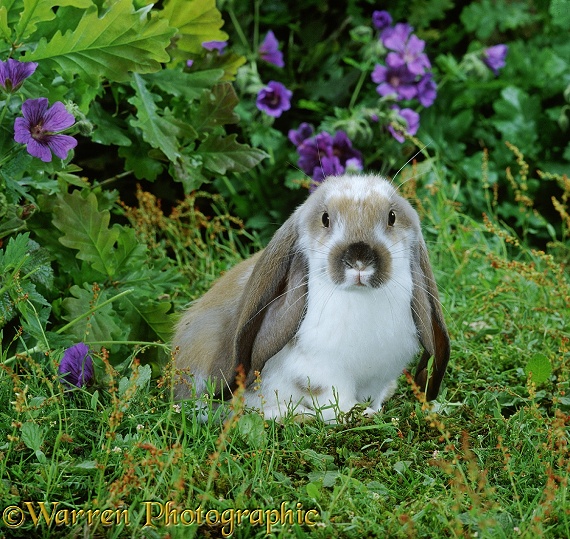 Young Butterfly English Lop rabbit among flowers
