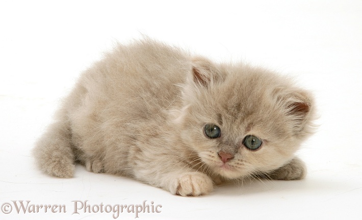 Lilac-tortoiseshell Persian-cross kitten, white background