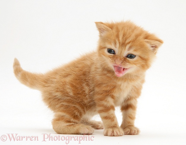 British shorthair red tabby kitten miaowing, white background
