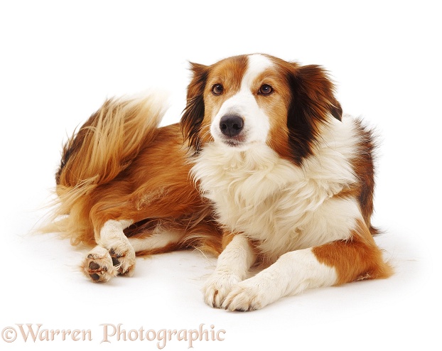 Sable Border Collie, Lark, 11 years old, lying with head up and wagging her tail, white background