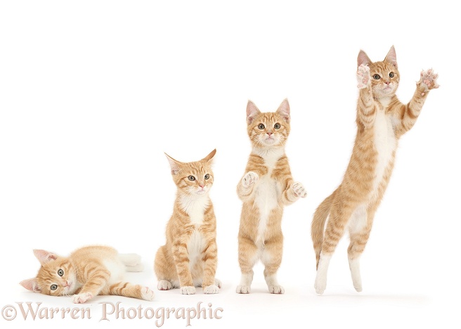 Ginger kitten leaping, white background