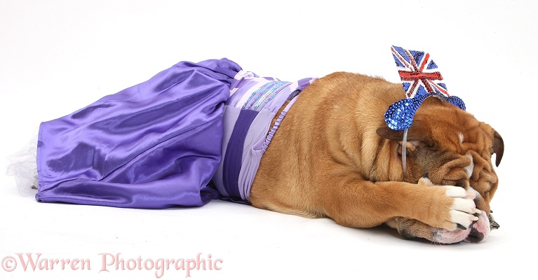 Bulldog disparing at having to wear costume, white background