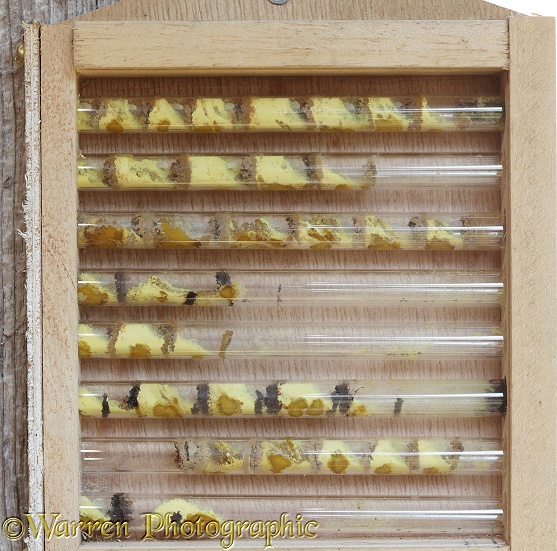 Bee box with 8 glass tubes being used as nest sites by Red Mason Bees (Osmia rufa)