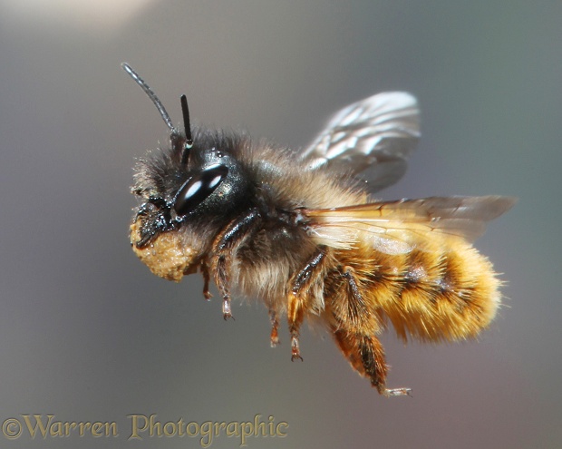 Red Mason Bee (Osmia rufa) female carrying mud to nest