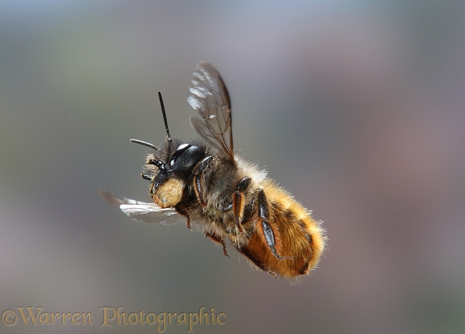 Red Mason Bee (Osmia rufa) female carrying mud to nest