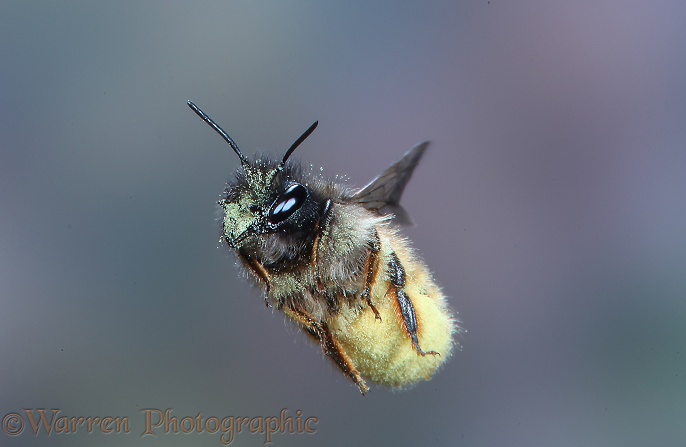Red Mason Bee (Osmia rufa) female carrying pollen to nest cell