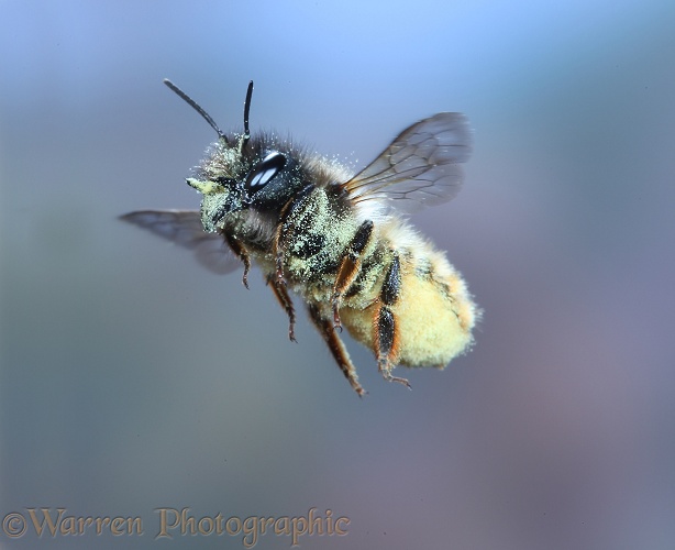 Red Mason Bee (Osmia rufa) female carrying pollen to nest cell