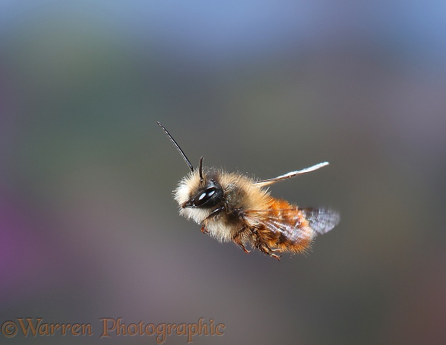 Red Mason Bee (Osmia rufa) drone in flight