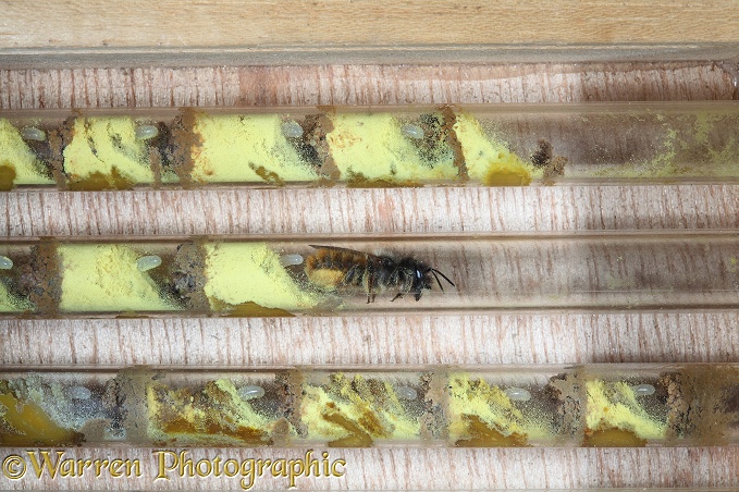 Red Mason Bee (Osmia rufa) female laying egg on pollen/nectar mix