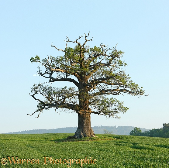 English Oak (Quercus robur) - Spring (22-04-2011).  Surrey, England