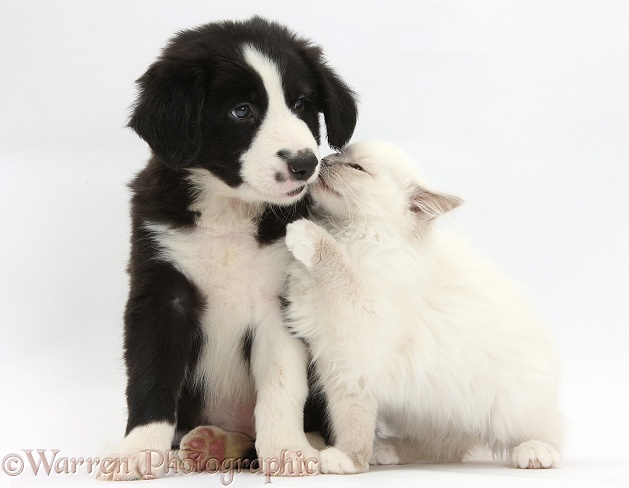 Blue-point kitten and black-and-white Border Collie puppy, 6 weeks old, white background