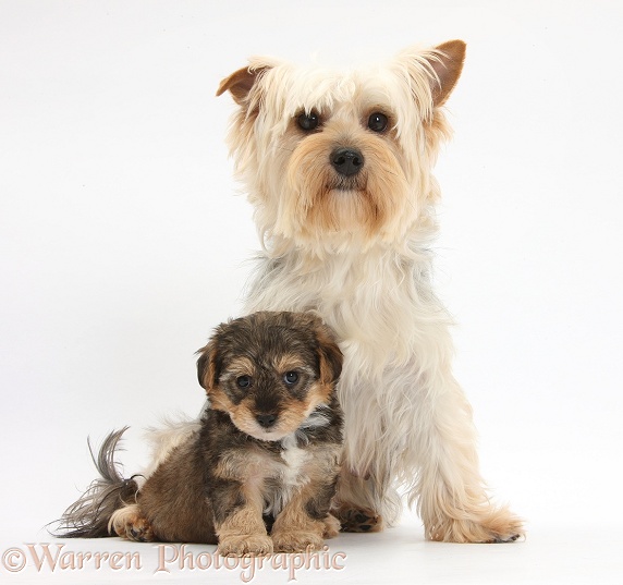Yorkie mother, Evie, with Yorkipoo pup, 6 weeks old, white background
