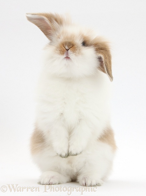 Young fluffy rabbit standing up, white background