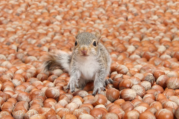 Young Grey Squirrel (Sciurus carolinensis) on sea of hazel nuts