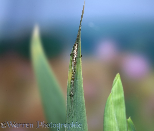 Spider (Tetragnatha extensa) resting at the tip of an iris leaf