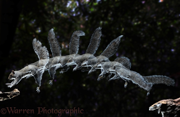 Grey Squirrel (Sciurus carolinensis) leaping - 8 images at 40 millisecond intervals