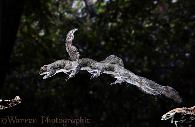 Grey Squirrel (Sciurus carolinensis) leaping - 4 images at 35 millisecond intervals