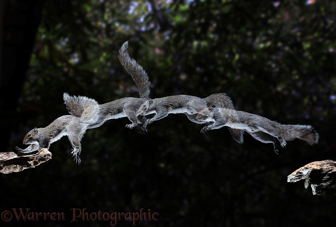 Grey Squirrel (Sciurus carolinensis) leaping - 4 images at 40 millisecond intervals