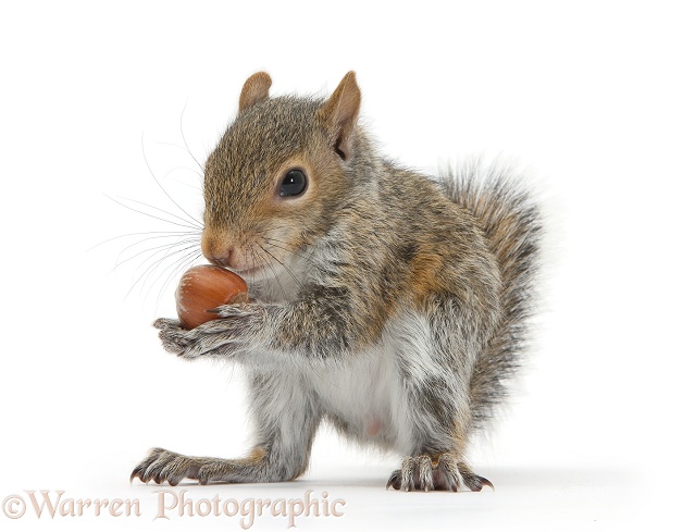Young Grey Squirrel (Sciurus carolinensis) eating a hazelnut, white background