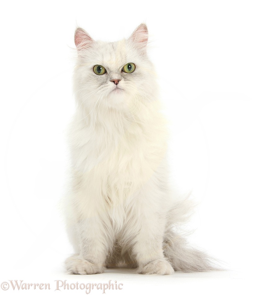 Chinchilla Persian female cat, Spyder, 6 years old, white background