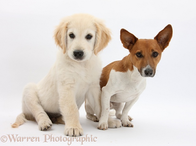Golden Retriever dog pup, Oscar, 3 months old, with Jack Russell Terrier-cross dog, Rocky, white background