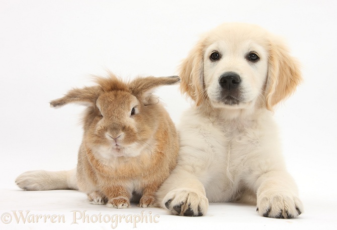 Lionhead-cross rabbit, Tedson, and Golden Retriever dog pup, Oscar, 3 months old, white background