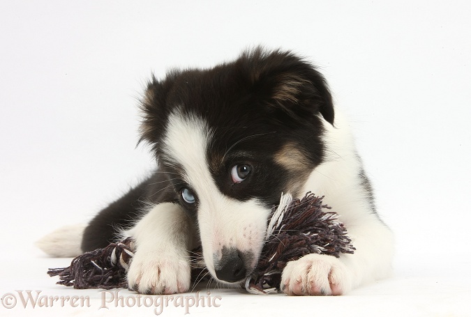 Odd-eyed Tricolour Border Collie pup, 10 weeks old, chewing a ragger toy, white background