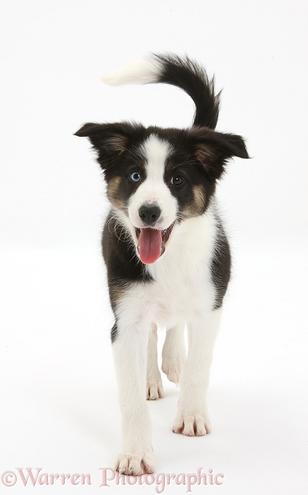 Odd-eyed Tricolour Border Collie pup, trotting forward, white background