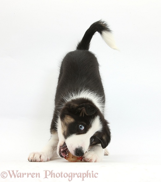 Odd-eyed Tricolour Border Collie pup, playfully chewing a rawhide shoe in play-bow stance, white background