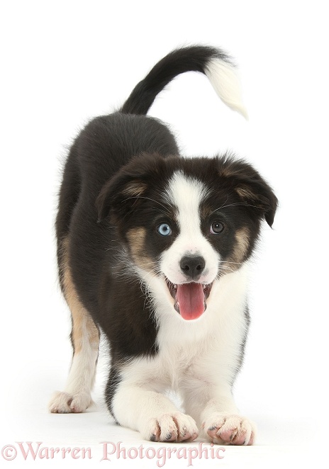 Odd-eyed Tricolour Border Collie pup, play-bow stance, white background