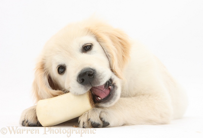 Golden Retriever dog pup, Oscar, 3 months old, chewing a bone, white background