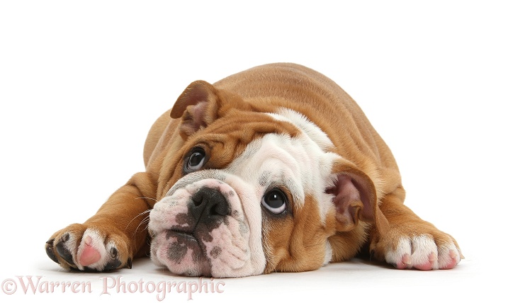 Bulldog pup, 11 weeks old, lying with chin on the floor, white background